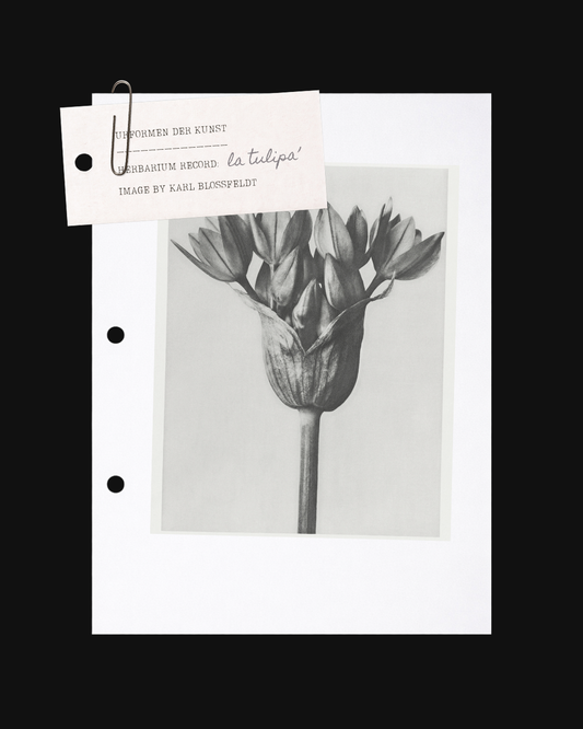The Archival Content Kit